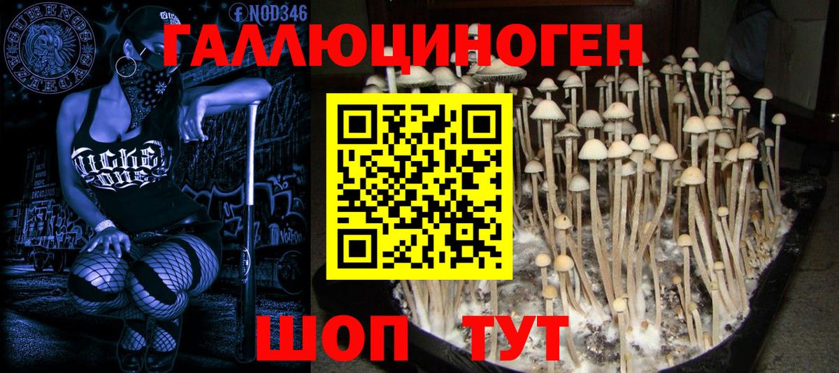 Галлюциногенные грибы Psilocybine cubensis Кумертау